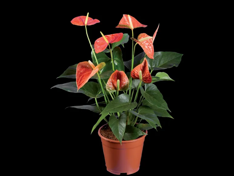 Oranje bloeiende kamerplant< Sale