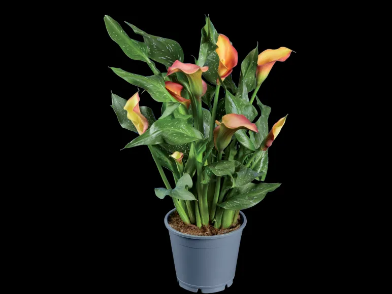 Oranje bloeiende kamerplant< Sale