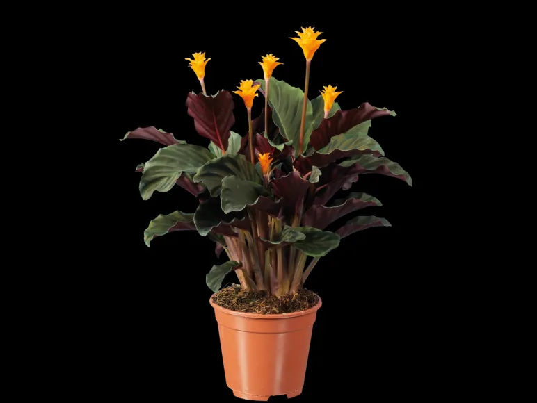 Oranje bloeiende kamerplant< Sale