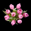 Tulpen< Hot